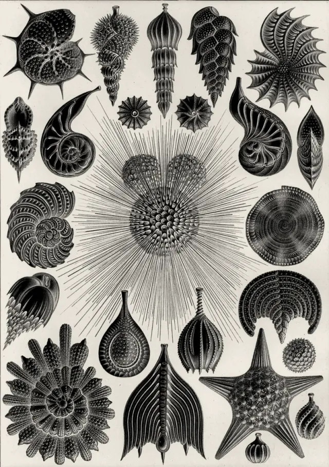 A plate of foraminifera, many chambered shells built up over time, warm treatment